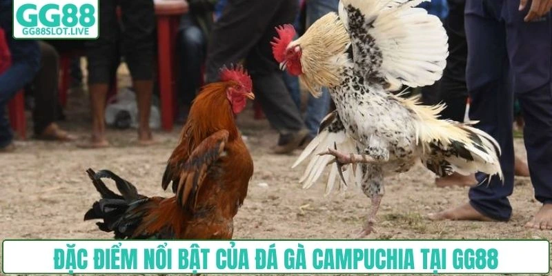 Đặc điểm nổi bật của đá gà Campuchia tại GG88