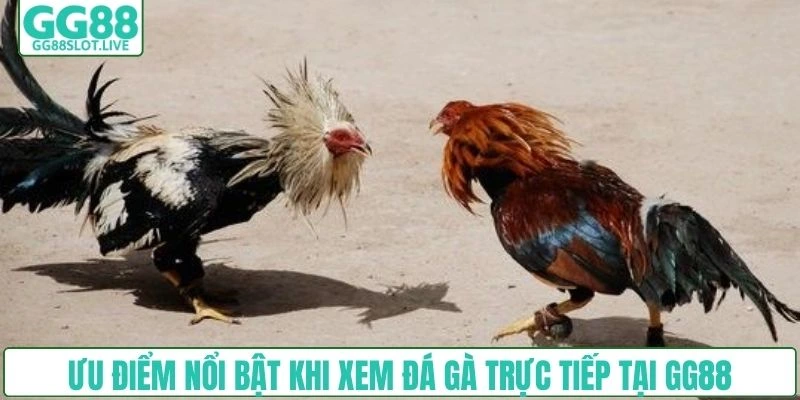 Ưu điểm nổi bật khi xem đá gà trực tiếp tại GG88