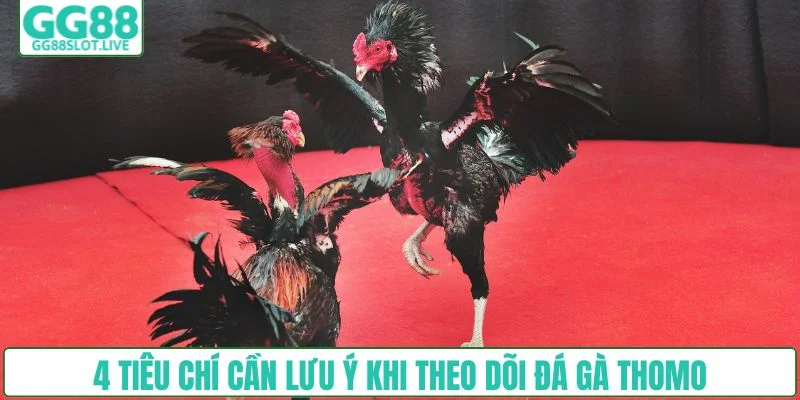 4 tiêu chí cần lưu ý khi theo dõi đá gà Thomo