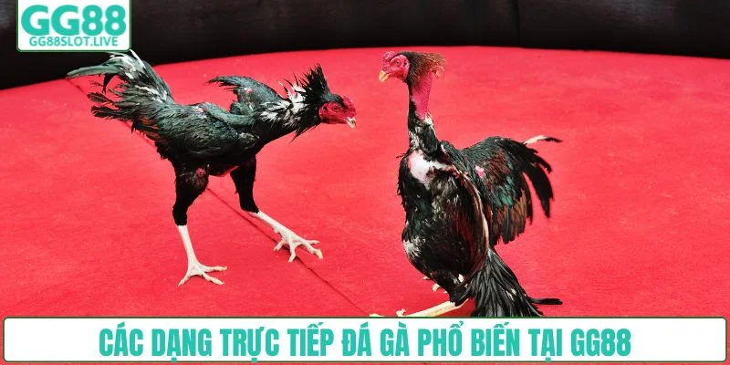 Các dạng trực tiếp đá gà phổ biến tại GG88