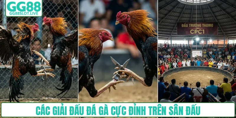 Các giải đấu đá gà cực đỉnh trên sân đấu