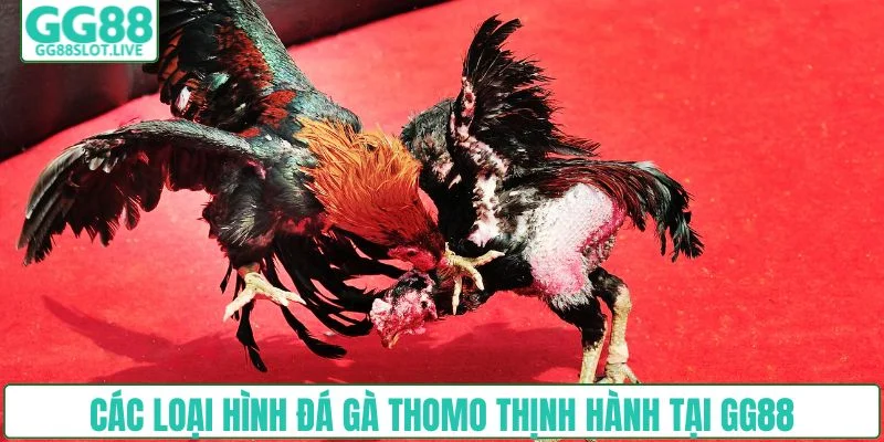 Các loại hình đá gà Thomo thịnh hành tại GG88