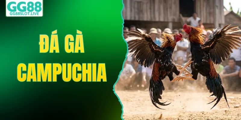 Đá Gà Campuchia - Hình Thức Và Luật Chơi Chi Tiết Nhất