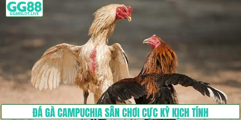 Đá gà Campuchia sân chơi cực kỳ kịch tính
