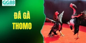 Đá Gà Thomo - Theo Dõi Những Trận Đấu Hấp Dẫn Tại GG88