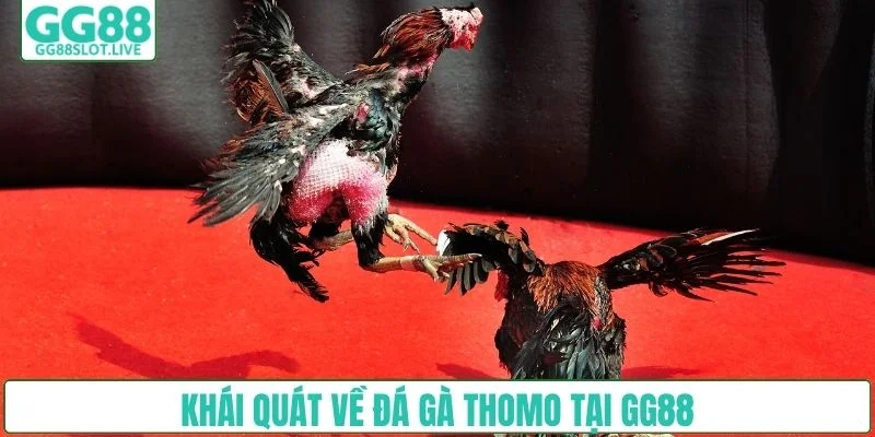 Khái quát về đá gà Thomo tại GG88