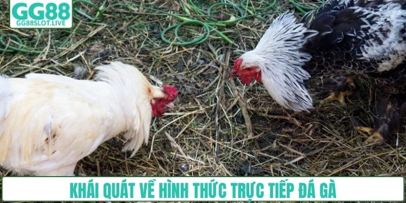 Khái quát về hình thức trực tiếp đá gà