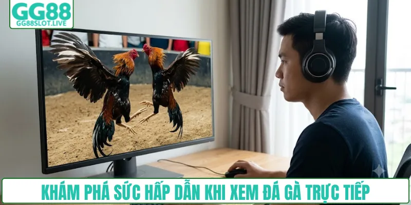 Khám phá sức hấp dẫn khi xem đá gà trực tiếp 