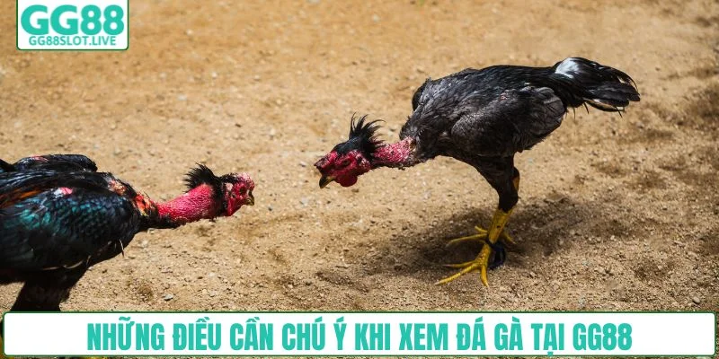 Những điều cần chú ý khi xem đá gà tại GG88
