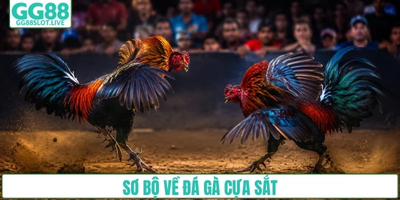 Sơ bộ về đá gà cựa sắt