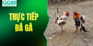 Trực Tiếp Đá Gà - Xem Các Trận Đấu Kịch Tính Tại GG88