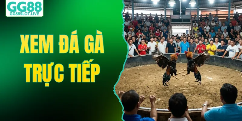 Xem Đá Gà Trực Tiếp Thomo Kịch Tính Nhất Trên Sân GG88
